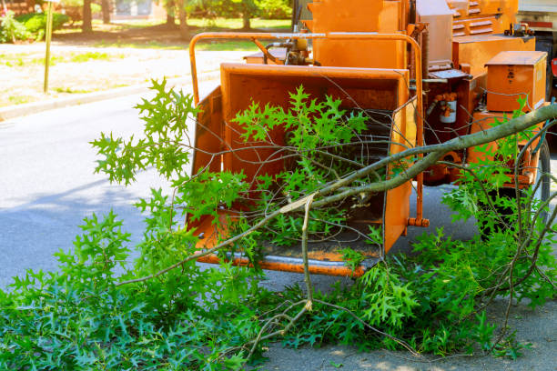 Best Tree Care Services  in Jacksonville, NC